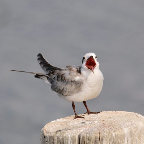 Sterne-oiseau-loire