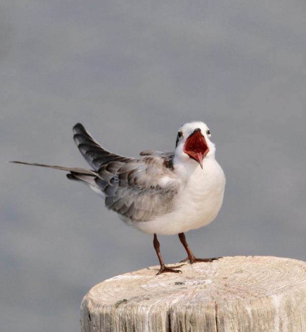 Sterne-oiseau-loire